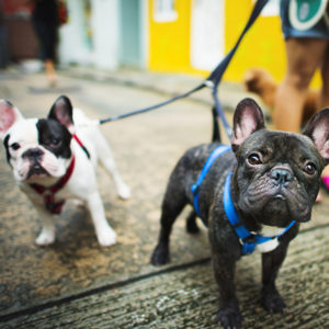 French Bulldog Take a Walk Lovely Pet Animal Concept